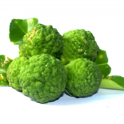 Bergamot 3